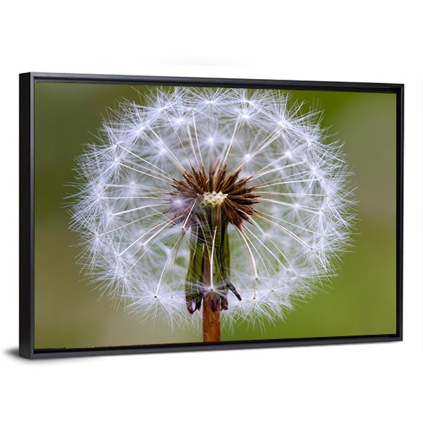 Dandelion Seeds Ball Canvas Wall Art-5 Horizontal-Gallery Wrap-22" x 12"-Tiaracle