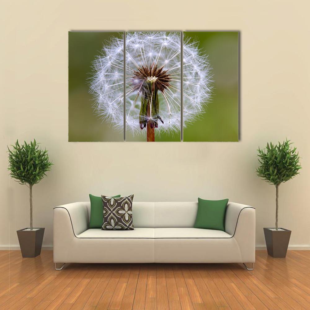 Dandelion Seeds Ball Canvas Wall Art-3 Horizontal-Gallery Wrap-37" x 24"-Tiaracle