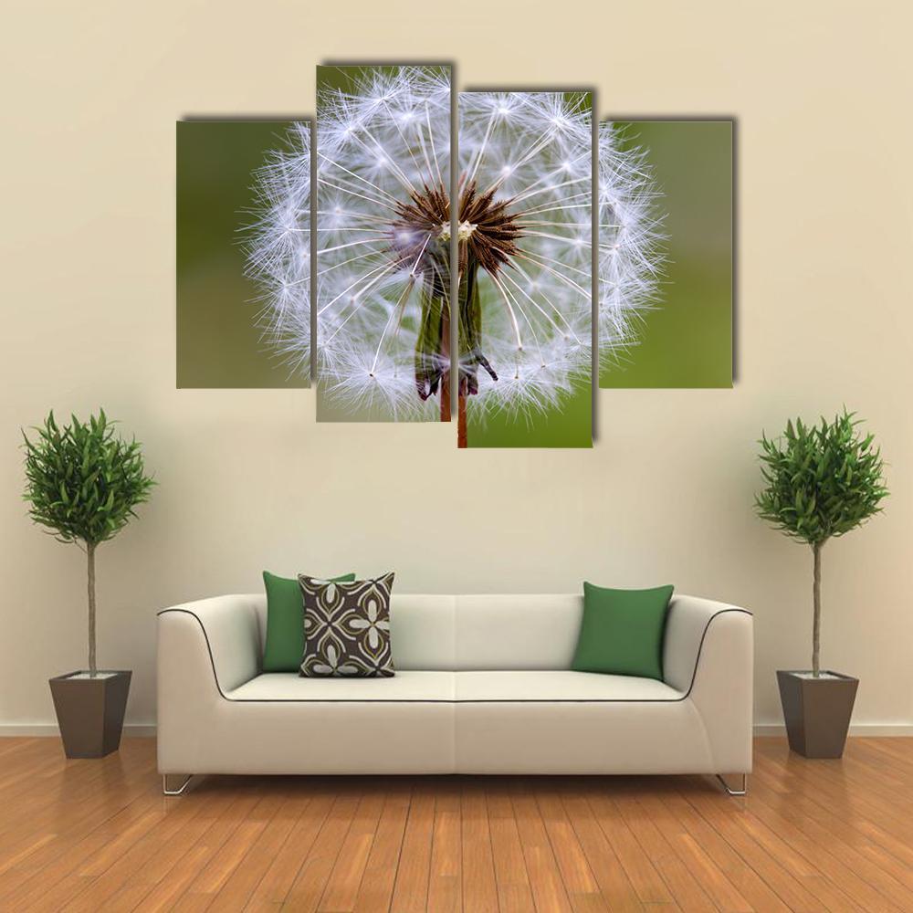 Dandelion Seeds Ball Canvas Wall Art-4 Pop-Gallery Wrap-50" x 32"-Tiaracle