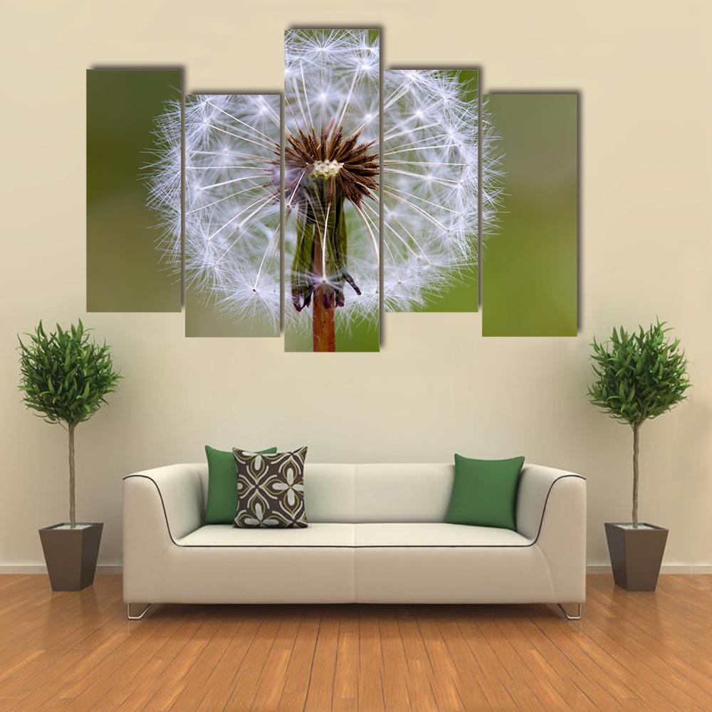 Dandelion Seeds Ball Canvas Wall Art-5 Pop-Gallery Wrap-47" x 32"-Tiaracle