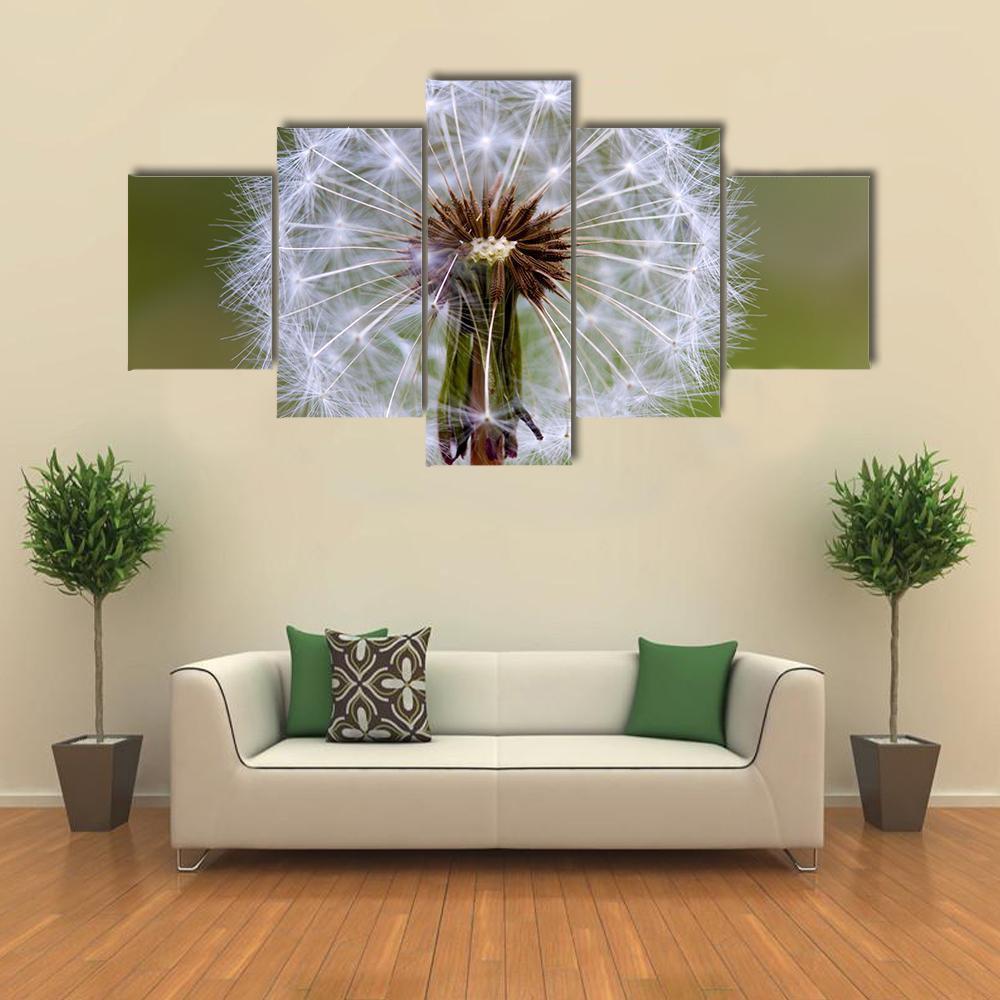 Dandelion Seeds Ball Canvas Wall Art-5 Star-Gallery Wrap-62" x 32"-Tiaracle