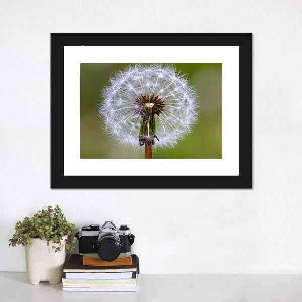 Dandelion Seeds Ball Canvas Wall Art-3 Horizontal-Gallery Wrap-25" x 16"-Tiaracle
