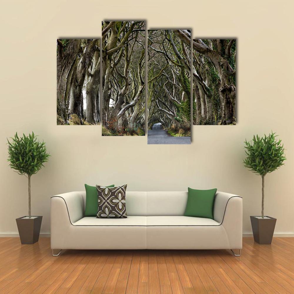 Dark Hedges Canvas Wall Art-4 Pop-Gallery Wrap-50" x 32"-Tiaracle