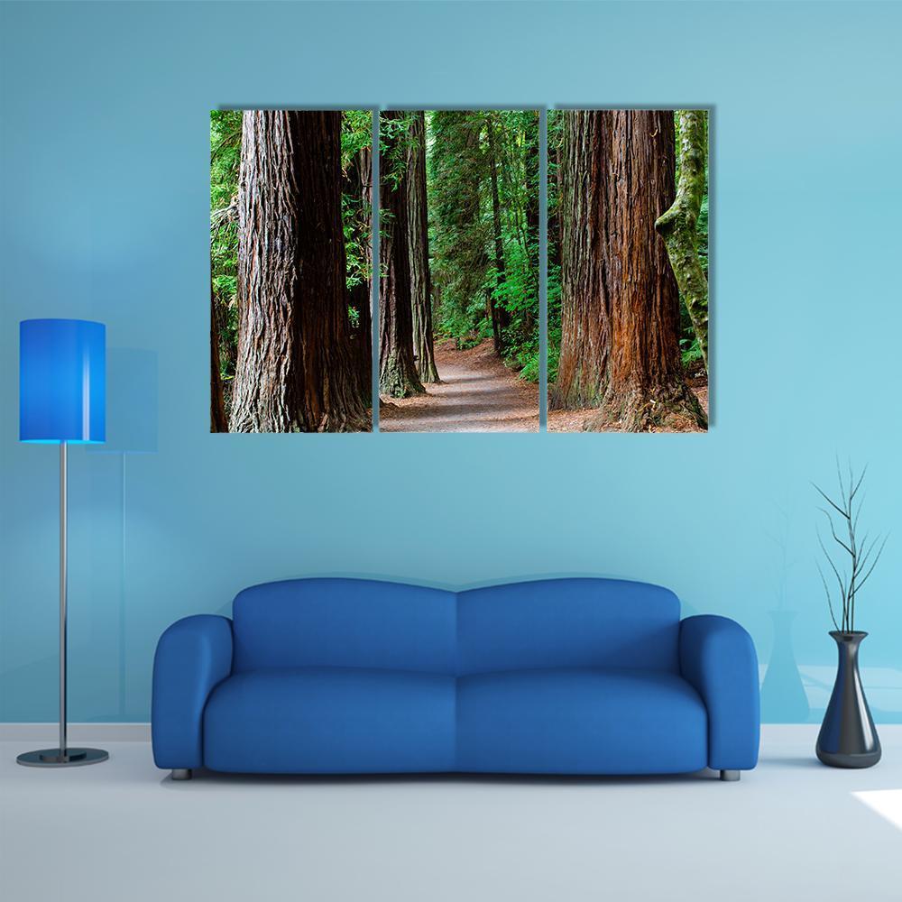 Redwoods Forest Rotorua Canvas Wall Art-3 Horizontal-Gallery Wrap-25" x 16"-Tiaracle