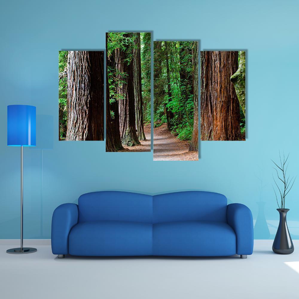 Redwoods Forest Rotorua Canvas Wall Art-4 Pop-Gallery Wrap-34" x 20"-Tiaracle