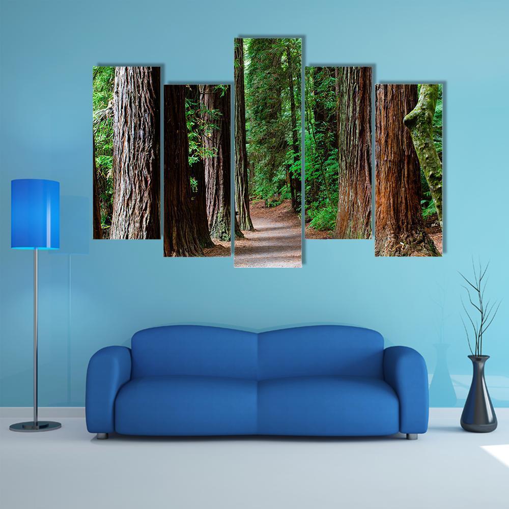 Redwoods Forest Rotorua Canvas Wall Art-5 Pop-Gallery Wrap-32" x 21"-Tiaracle