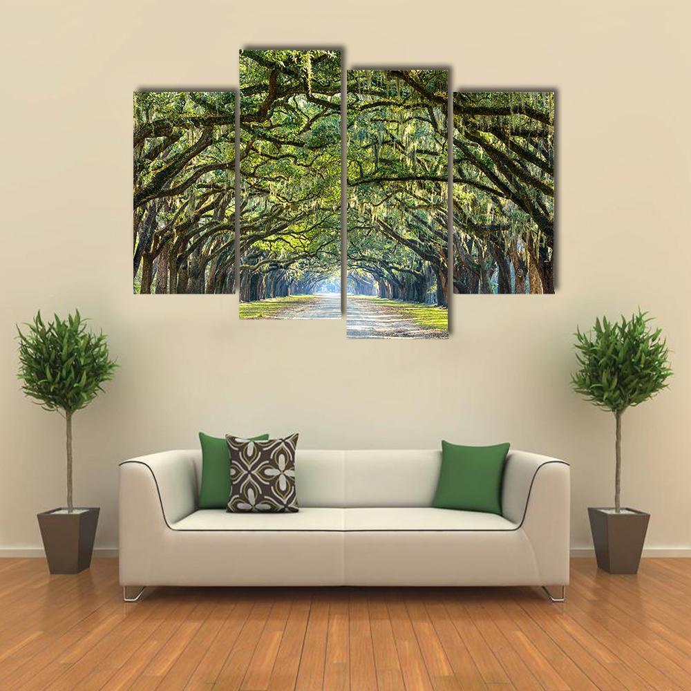 Wormsloe Tree Tunnel Canvas Wall Art-4 Pop-Gallery Wrap-34" x 20"-Tiaracle
