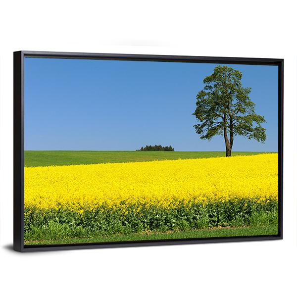 Field Of Rapeseed Canvas Wall Art-3 Horizontal-Gallery Wrap-25" x 16"-Tiaracle