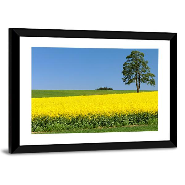 Field Of Rapeseed Canvas Wall Art-3 Horizontal-Gallery Wrap-25" x 16"-Tiaracle