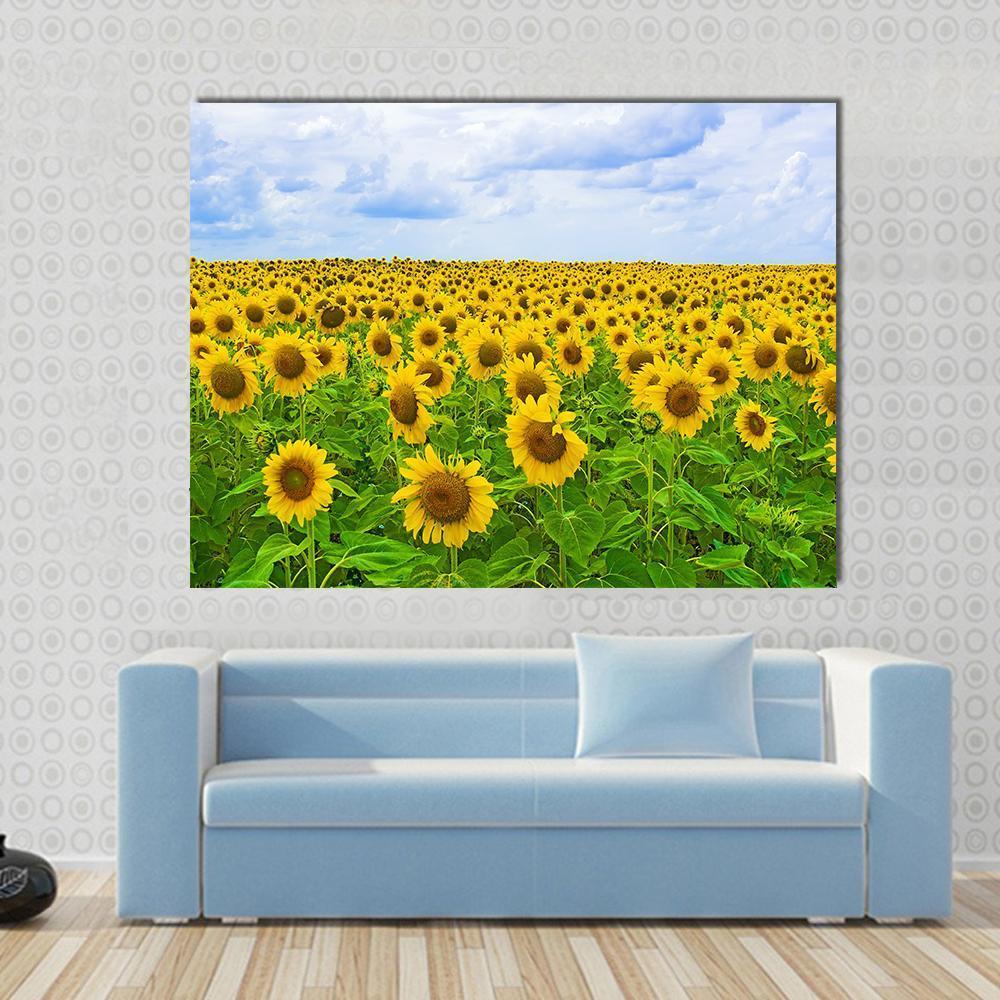 Field of Sunflower Canvas Wall Art in yellow, green and blue, single panel hung on a wall