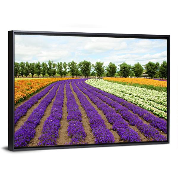 Flower Field Hokkaido Canvas Wall Art-5 Horizontal-Gallery Wrap-22" x 12"-Tiaracle