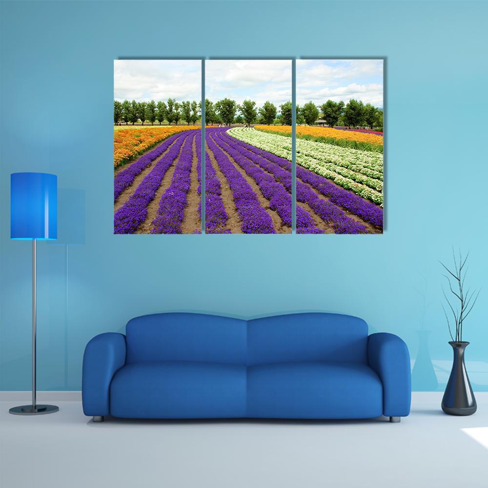 Flower Field Hokkaido Canvas Wall Art-3 Horizontal-Gallery Wrap-37" x 24"-Tiaracle