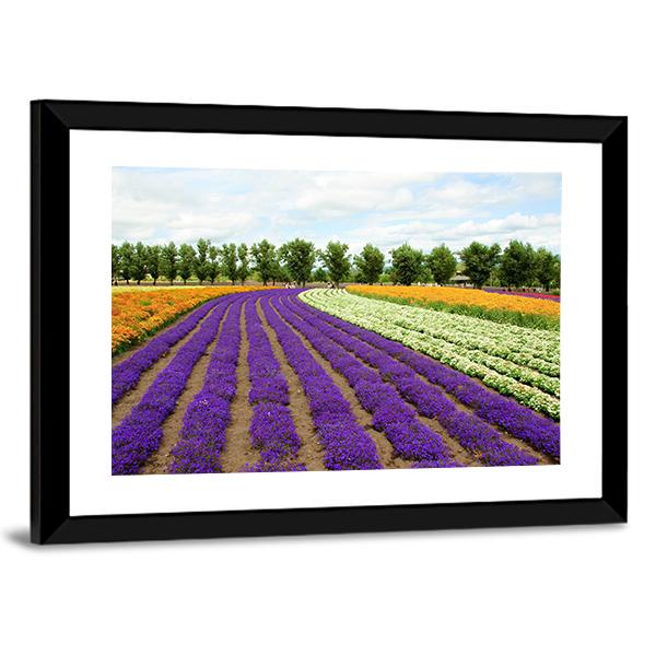 Flower Field Hokkaido Canvas Wall Art-3 Horizontal-Gallery Wrap-25" x 16"-Tiaracle