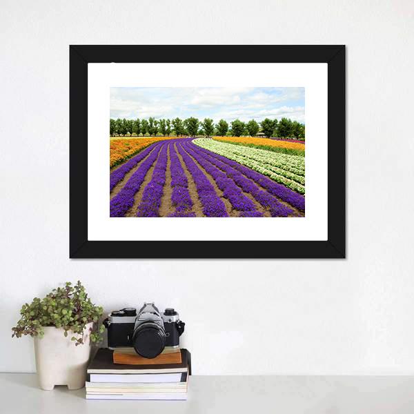 Flower Field Hokkaido Canvas Wall Art-1 Piece-Framed Print-20" x 16"-Tiaracle