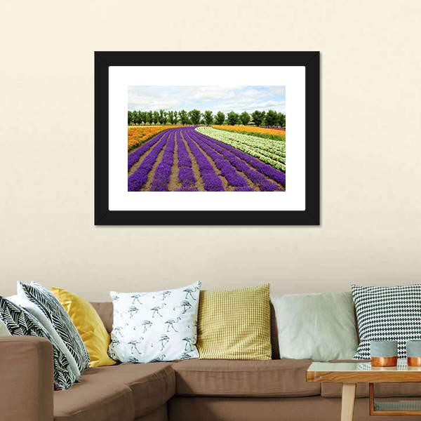 Flower Field Hokkaido Canvas Wall Art-3 Horizontal-Gallery Wrap-25" x 16"-Tiaracle