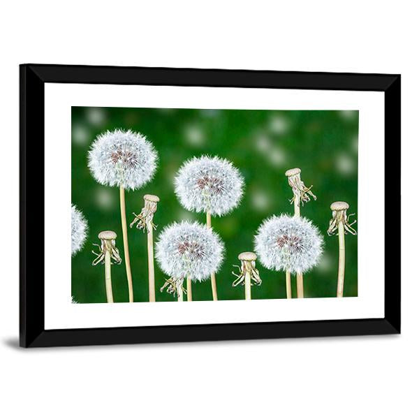 Fluffy Dandelion Flowers Canvas Wall Art-5 Horizontal-Gallery Wrap-22" x 12"-Tiaracle