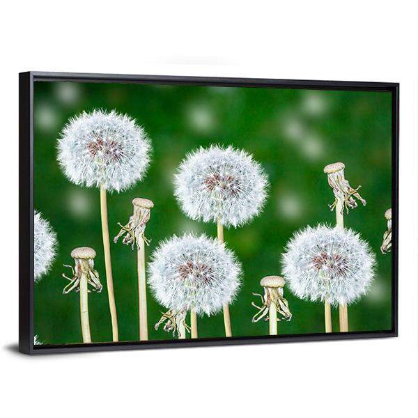 Fluffy Dandelion Flowers Canvas Wall Art-5 Horizontal-Gallery Wrap-22" x 12"-Tiaracle