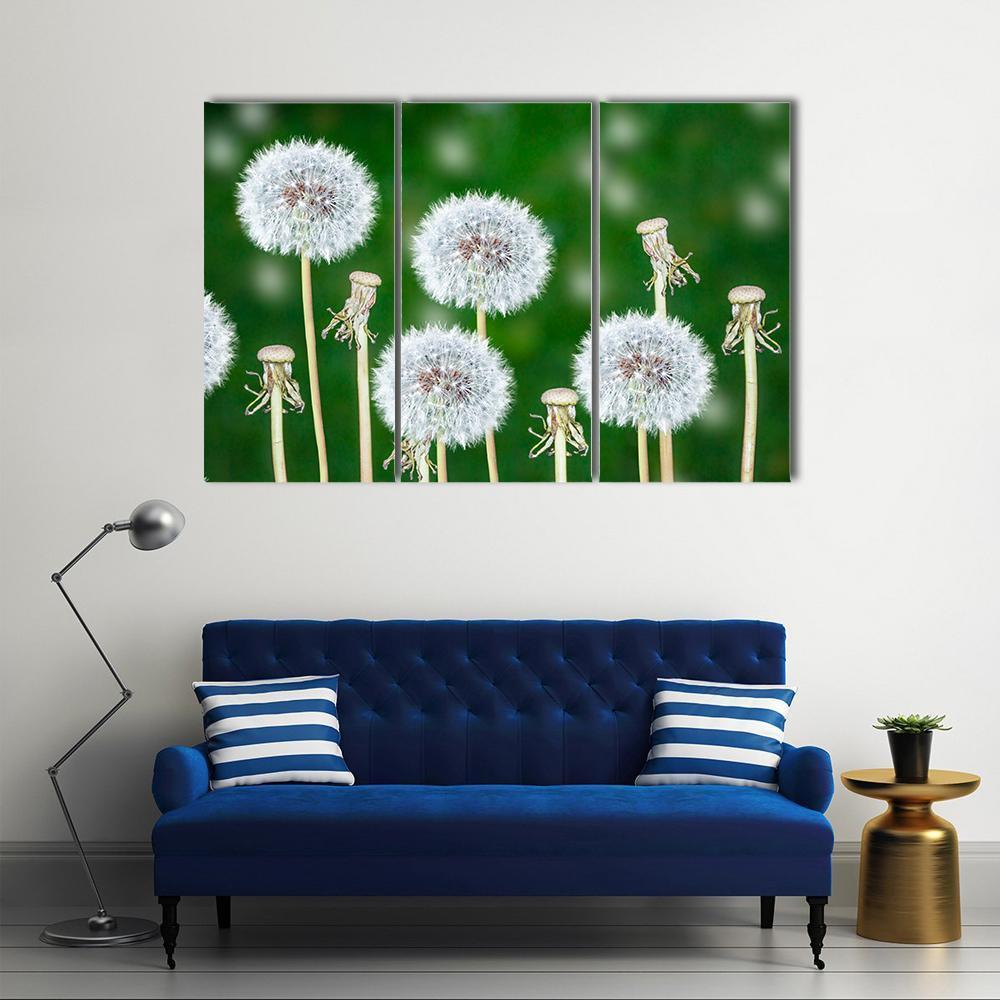 Fluffy Dandelion Flowers Canvas Wall Art-3 Horizontal-Gallery Wrap-37" x 24"-Tiaracle