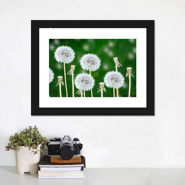Fluffy Dandelion Flowers Canvas Wall Art-1 Piece-Framed Print-20" x 16"-Tiaracle