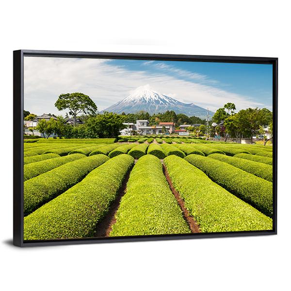 Fresh Green Tea Field in A Spring Morning Canvas Wall Art-3 Horizontal-Gallery Wrap-25" x 16"-Tiaracle