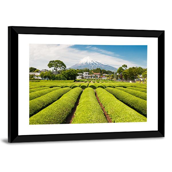 Fresh Green Tea Field in A Spring Morning Canvas Wall Art-3 Horizontal-Gallery Wrap-25" x 16"-Tiaracle