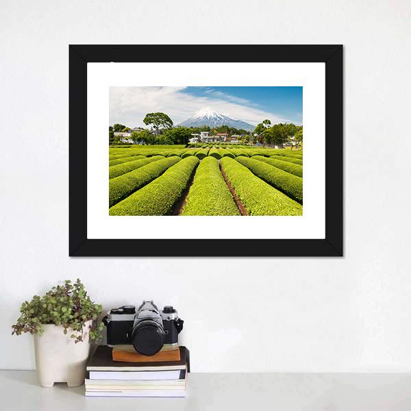 Fresh Green Tea Field in A Spring Morning Canvas Wall Art-1 Piece-Framed Print-20" x 16"-Tiaracle