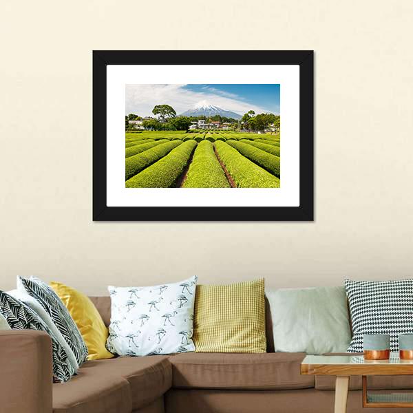 Fresh Green Tea Field in A Spring Morning Canvas Wall Art-3 Horizontal-Gallery Wrap-25" x 16"-Tiaracle