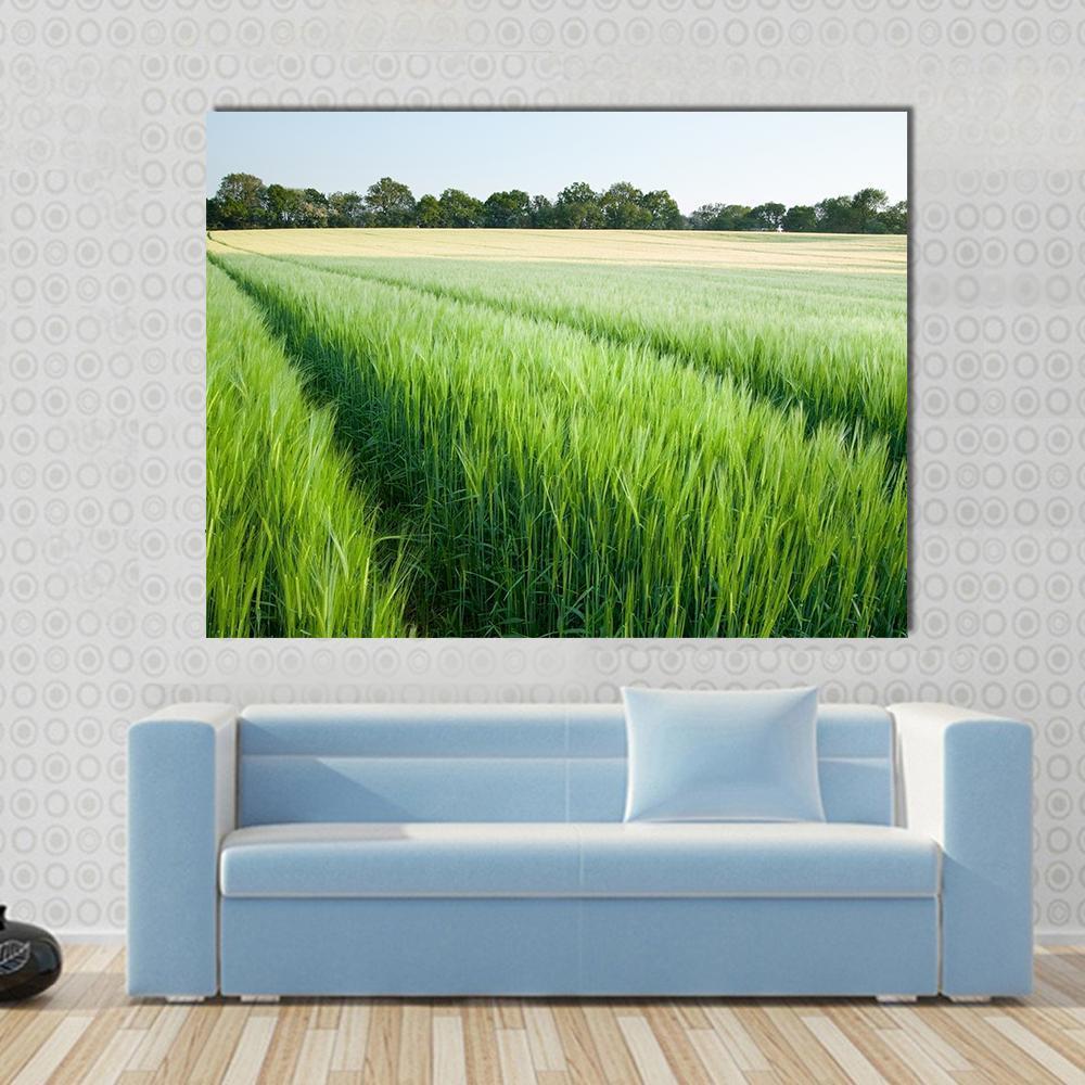 Green Wheat Field Canvas Wall Art in yellow and green, single panel hung on a wall