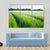Green Wheat Field Canvas Wall Art-3 Horizontal-Gallery Wrap-37" x 24"-Tiaracle