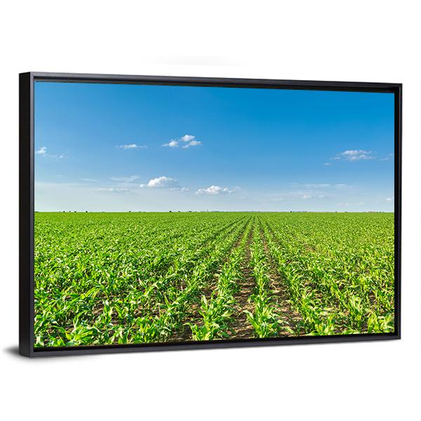 Growing Corn Field Canvas Wall Art-3 Horizontal-Gallery Wrap-25" x 16"-Tiaracle