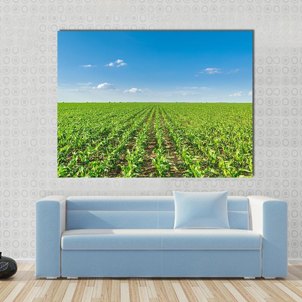 Growing Corn Field Canvas Wall Art-1 Piece-Gallery Wrap-48" x 32"-Tiaracle