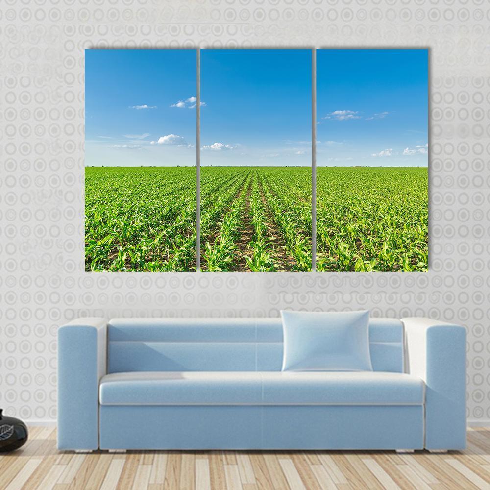 Growing Corn Field Canvas Wall Art-3 Horizontal-Gallery Wrap-37" x 24"-Tiaracle