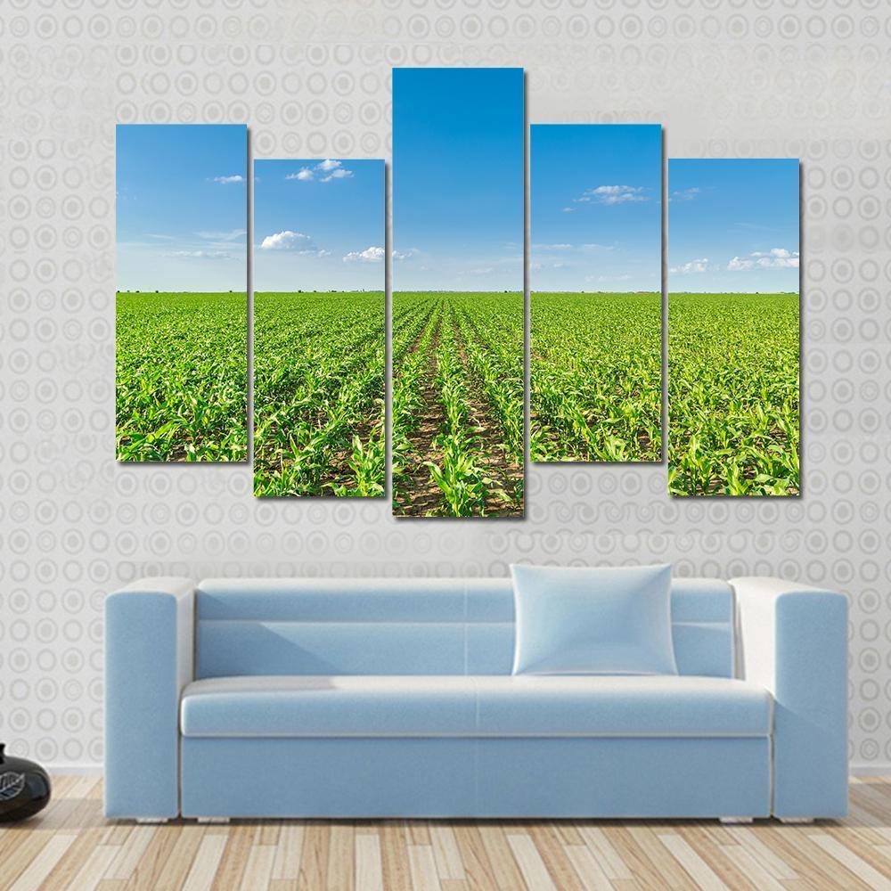 Growing Corn Field Canvas Wall Art-5 Pop-Gallery Wrap-47" x 32"-Tiaracle
