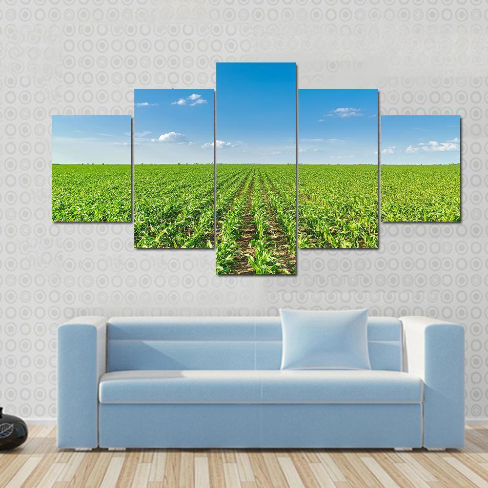 Growing Corn Field Canvas Wall Art-5 Pop-Gallery Wrap-47" x 32"-Tiaracle