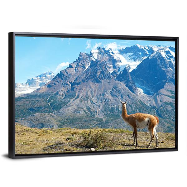 Guanaco In Torres Del Paine Canvas Wall Art-3 Horizontal-Gallery Wrap-25" x 16"-Tiaracle