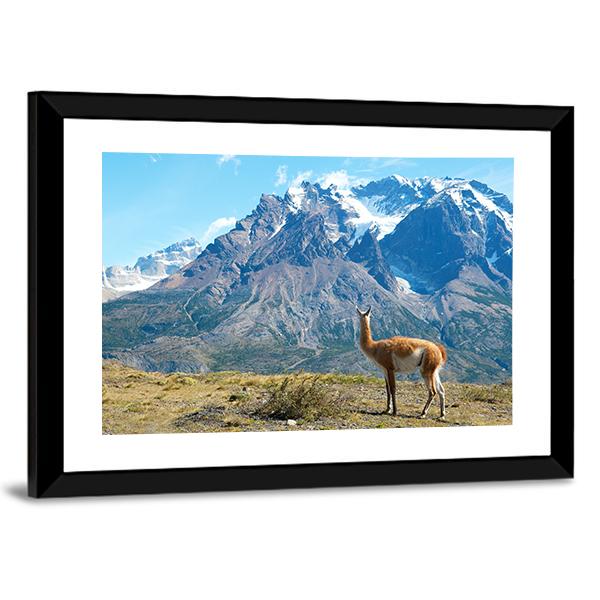 Guanaco In Torres Del Paine Canvas Wall Art-3 Horizontal-Gallery Wrap-25&quot; x 16&quot;-Tiaracle