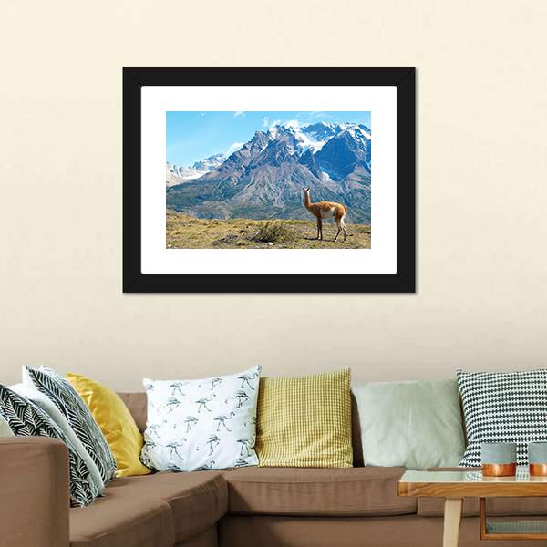 Guanaco In Torres Del Paine Canvas Wall Art-3 Horizontal-Gallery Wrap-25&quot; x 16&quot;-Tiaracle