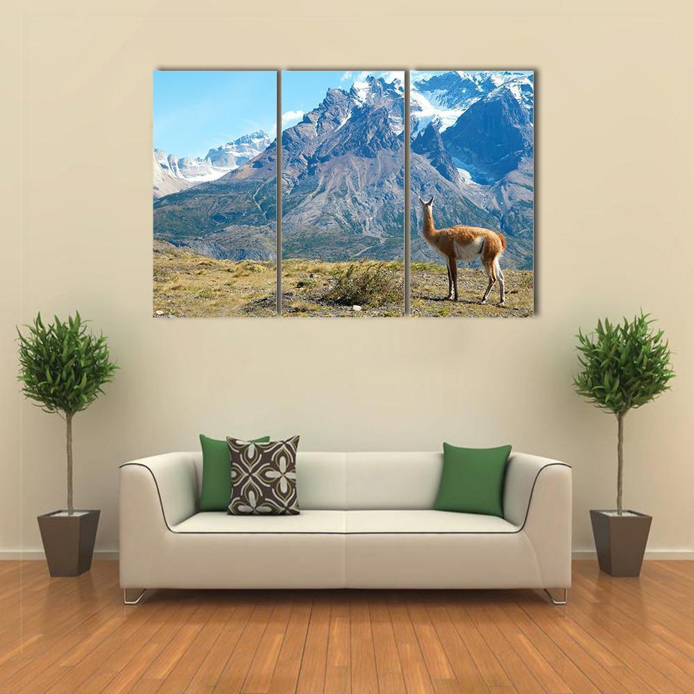 Guanaco In Torres Del Paine Canvas Wall Art-3 Horizontal-Gallery Wrap-37&quot; x 24&quot;-Tiaracle