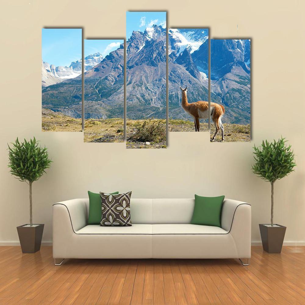 Guanaco In Torres Del Paine Canvas Wall Art-5 Pop-Gallery Wrap-47&quot; x 32&quot;-Tiaracle