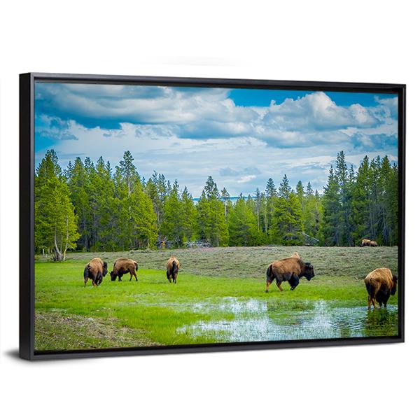 Herd Of Bison Canvas Wall Art-5 Horizontal-Gallery Wrap-22" x 12"-Tiaracle