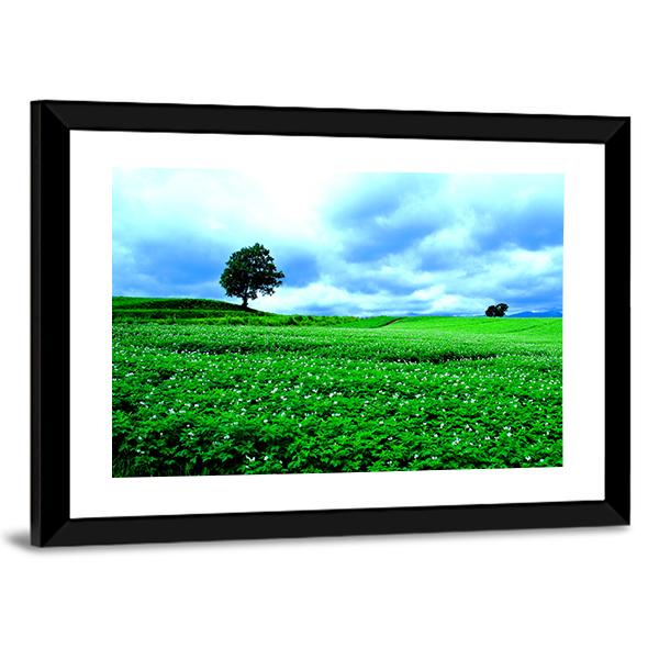 Hill Of Biei in Hokkaido Canvas Wall Art-3 Horizontal-Gallery Wrap-25" x 16"-Tiaracle