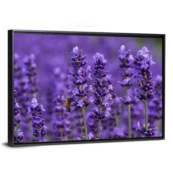 Honey Bee On Lavender Flowers Canvas Wall Art-3 Horizontal-Gallery Wrap-25" x 16"-Tiaracle