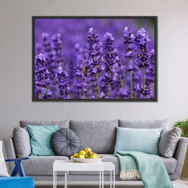Honey Bee On Lavender Flowers Canvas Wall Art-3 Horizontal-Gallery Wrap-25" x 16"-Tiaracle