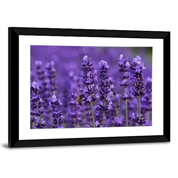 Honey Bee On Lavender Flowers Canvas Wall Art-3 Horizontal-Gallery Wrap-25" x 16"-Tiaracle
