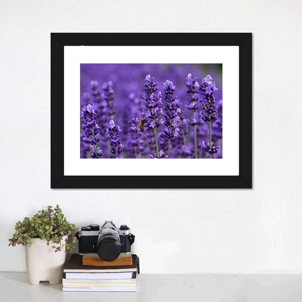 Honey Bee On Lavender Flowers Canvas Wall Art-1 Piece-Framed Print-20" x 16"-Tiaracle