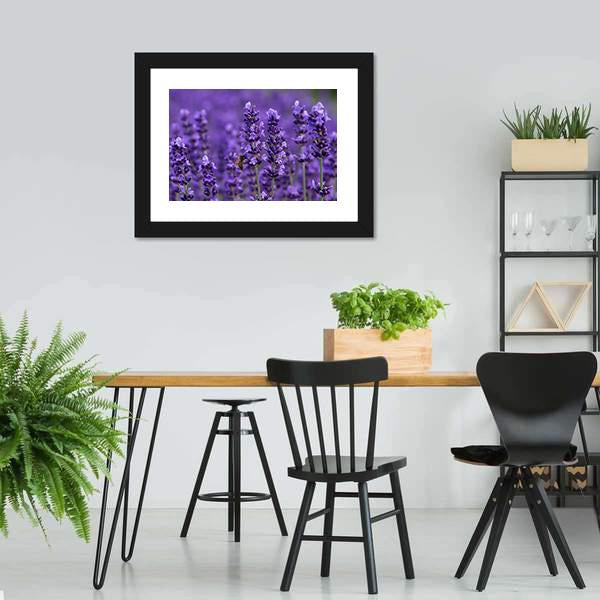 Honey Bee On Lavender Flowers Canvas Wall Art-3 Horizontal-Gallery Wrap-25" x 16"-Tiaracle
