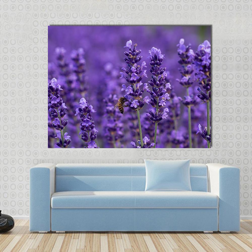 Honey Bee On Lavender Flowers Canvas Wall Art-1 Piece-Gallery Wrap-48" x 32"-Tiaracle