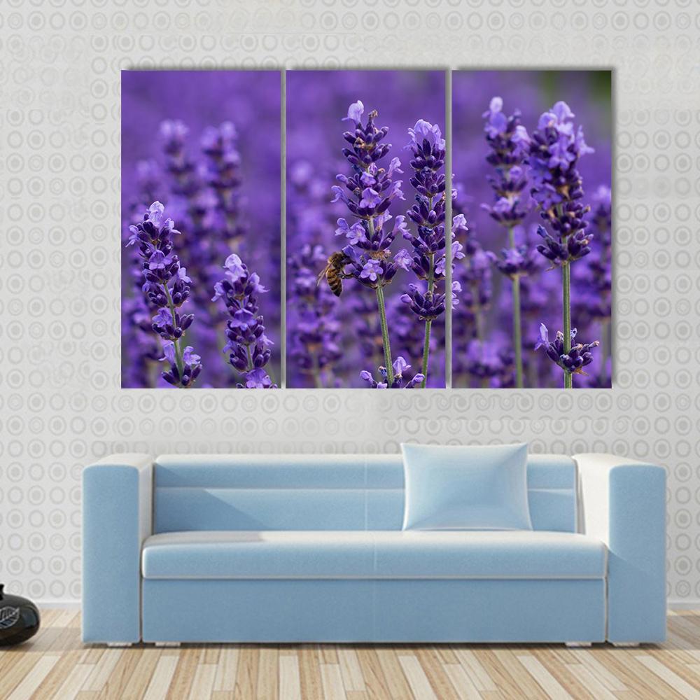 Honey Bee On Lavender Flowers Canvas Wall Art-3 Horizontal-Gallery Wrap-37" x 24"-Tiaracle