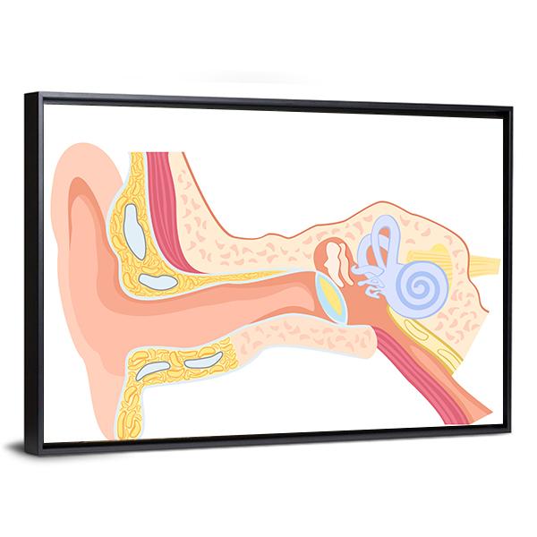 Human Ear Anatomy Canvas Wall Art-3 Horizontal-Gallery Wrap-25" x 16"-Tiaracle
