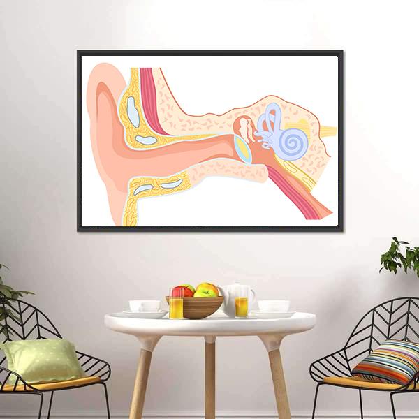 Human Ear Anatomy Canvas Wall Art-3 Horizontal-Gallery Wrap-25" x 16"-Tiaracle